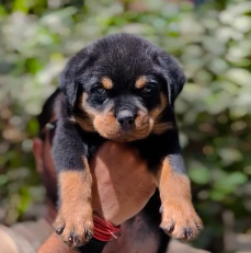 Buy Male Rottweiler Puppy from  India